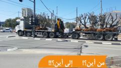 فيديو: شاحنات تنقل أشجار زيتون من يافا الى مكان مجهول